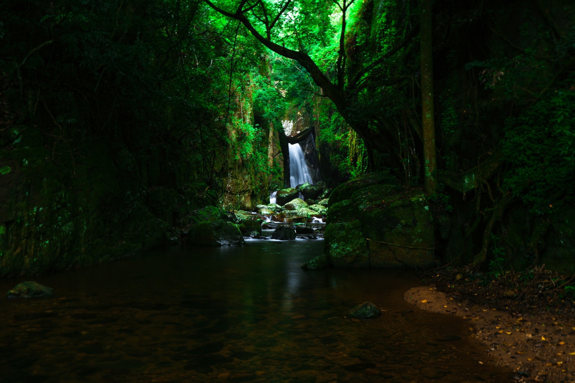 Forest Waterfall